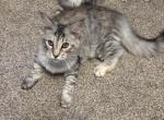 Tizzy - Maine Coon Kitten For Sale - Tarentum&comma; PA&comma; US