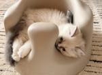 Belle - Persian Kitten For Sale - 