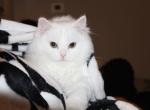 Leo - Persian Kitten For Sale - North Olmsted&comma; OH&comma; US