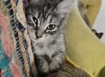 Lola - Maine Coon Kitten For Sale - NY&comma; US