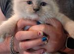 Ragdoll litter - Ragdoll Kitten For Sale - IN&comma; US