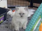 Violets babies - Ragdoll Kitten For Sale - Fowlerville&comma; MI&comma; US