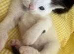 Mars - Persian Kitten For Sale - Center Groton&comma; CT&comma; US