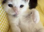 Mars - Persian Kitten For Sale - Center Groton&comma; CT&comma; US