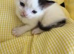 Mars - Persian Kitten For Sale - Center Groton&comma; CT&comma; US