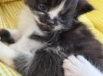 Dolly - Persian Kitten For Sale - Center Groton&comma; CT&comma; US