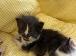 Dolly - Persian Kitten For Sale - 