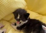 Dolly - Persian Kitten For Sale - Center Groton&comma; CT&comma; US