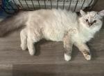 Big pants - Ragdoll Kitten For Adoption - Bronson&comma; FL&comma; US