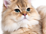Golden British Longhair Chinchilla Male - British Shorthair Kitten For Sale - Miami&comma; FL&comma; US