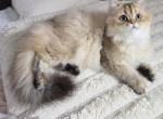 Golden British Longhair Chinchilla Female - British Shorthair Kitten For Sale - Miami&comma; FL&comma; US