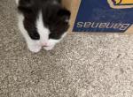 Lola - Persian Kitten For Sale - Center Groton&comma; CT&comma; US