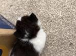 Lola - Persian Kitten For Sale - Center Groton&comma; CT&comma; US
