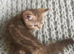 Luna - British Shorthair Kitten For Sale - Aliso Viejo&comma; CA&comma; US