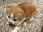 Whiskey - Persian Kitten For Sale - Center Groton&comma; CT&comma; US