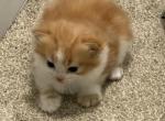 Whiskey - Persian Kitten For Sale - Center Groton&comma; CT&comma; US