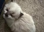 Mallow - Persian Kitten For Sale - Center Groton&comma; CT&comma; US