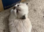 Mallow - Persian Kitten For Sale - Center Groton&comma; CT&comma; US