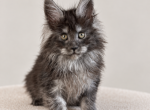 Litter W - Maine Coon Kitten For Sale - San Antonio&comma; TX&comma; US