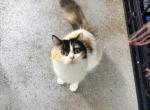 Twinkle Calico Kitty - British Shorthair Cat For Sale - Staten Island&comma; NY&comma; US