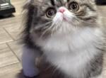 Maisie - Persian Kitten For Sale - 
