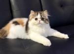 Tilly - Persian Kitten For Sale - 