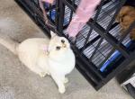 Tiffany Golden Shade Kitty - British Shorthair Cat For Sale - Staten Island&comma; NY&comma; US