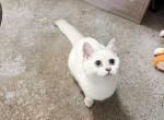 Stephanie Silver Charm - British Shorthair Kitten For Sale - Staten Island&comma; NY&comma; US