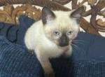 Purebred Siamese Kittens Looking for Loving Homes - Siamese Kitten For Sale - Center Moriches&comma; NY&comma; US
