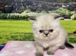 Gretel - Himalayan Kitten For Sale - Lakeland&comma; FL&comma; US