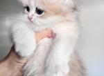 LaMajeur Cattery British Golden kittens - British Shorthair Kitten For Sale - 