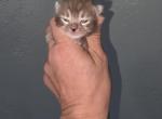 Bogus and Celine boys - Bengal Kitten For Sale - 