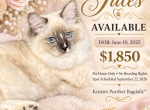 Jules beautiful ragdoll - Ragdoll Cat For Sale - Mount Joy&comma; PA&comma; US