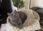 Soft Cloud - British Shorthair Kitten For Sale - NY&comma; US