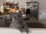 Blue Teddy - British Shorthair Kitten For Sale - NY&comma; US