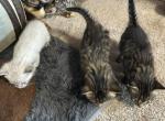 Bonnie and Bogus babies - Bengal Kitten For Sale - 