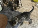 Bonnie and Bogus long hair boy - Bengal Kitten For Sale - 