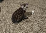 Tommy - Bengal Kitten For Sale - 