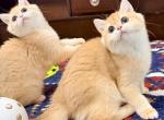 Elodie Gold  British Shorthair golden girl - British Shorthair Kitten For Sale - NY&comma; US