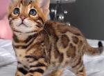 Bengal Kittens For Sell - Bengal Kitten For Sale - Las Vegas&comma; NV&comma; US