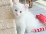 Turkish Angora Kittens - Turkish Angora Kitten For Sale - Corona&comma; CA&comma; US