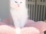 Turkish Angora Kittens - Turkish Angora Kitten For Sale