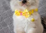 Ragdoll Kittens For Sell - Ragdoll Kitten For Sale - Las Vegas&comma; NV&comma; US