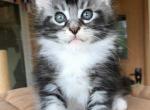 Maine Coon Kittens For Sell - Maine Coon Kitten For Sale - Las Vegas&comma; NV&comma; US