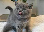 British Shorthair Kittens For Sell - British Shorthair Kitten For Sale - Las Vegas&comma; NV&comma; US
