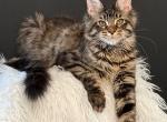 Malibu - Maine Coon Kitten For Sale - Miami&comma; FL&comma; US