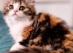 Ogirl - Scottish Straight Kitten For Sale - Miami&comma; FL&comma; US