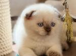 Tutsi - Scottish Fold Kitten For Sale - Miami&comma; FL&comma; US