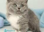 Petra - British Shorthair Kitten For Sale - Norwalk&comma; CT&comma; US