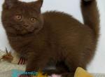 Kassi - British Shorthair Kitten For Sale - Norwalk&comma; CT&comma; US